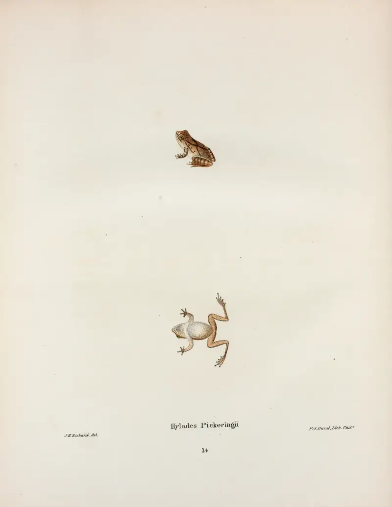 Hylodes Pickeringii av John Edwards Holbrook