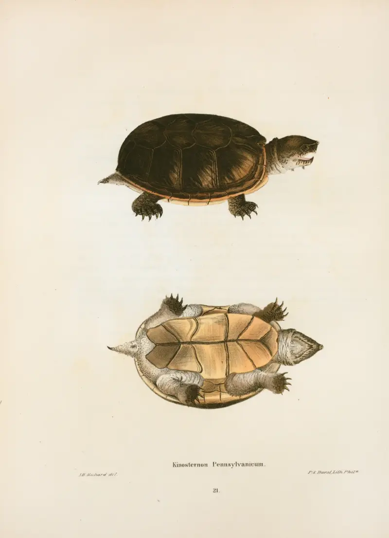 Kinosternon Pennsylvanicum. av John Edwards Holbrook