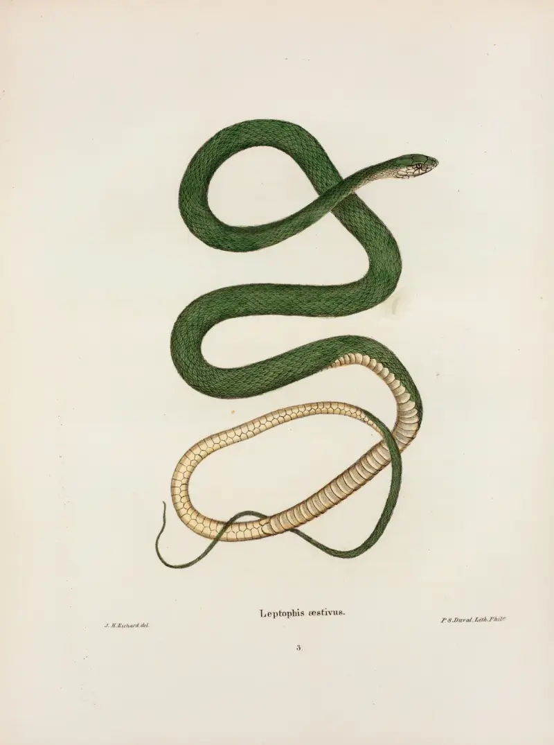 Leptophis oestivus. von John Edwards Holbrook