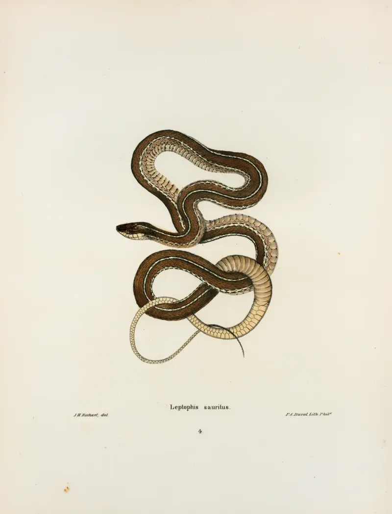 Leptophis sauritus. von John Edwards Holbrook