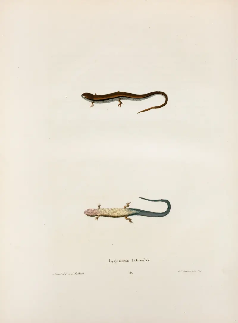 Lygosoma lateralis. av John Edwards Holbrook