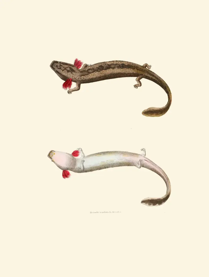 Menobranchus lateralis av John Edwards Holbrook