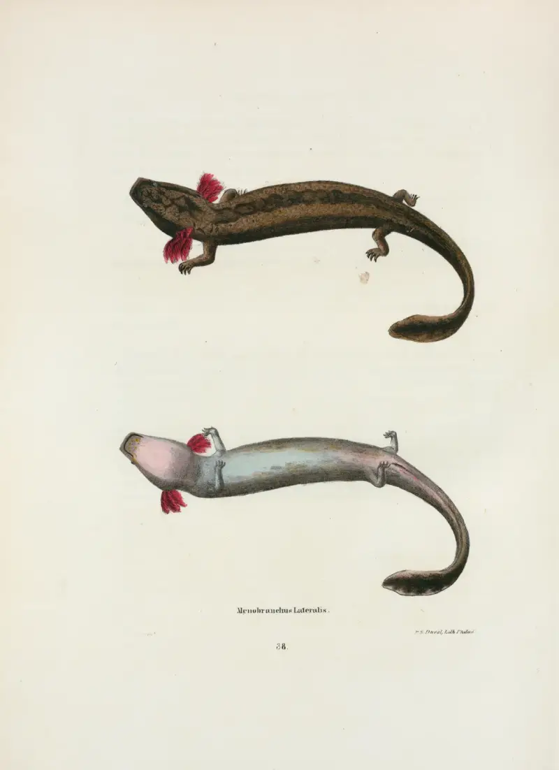 Menobranchus lateralis av John Edwards Holbrook