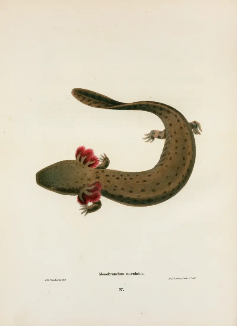 Menobranchus maculatus av John Edwards Holbrook
