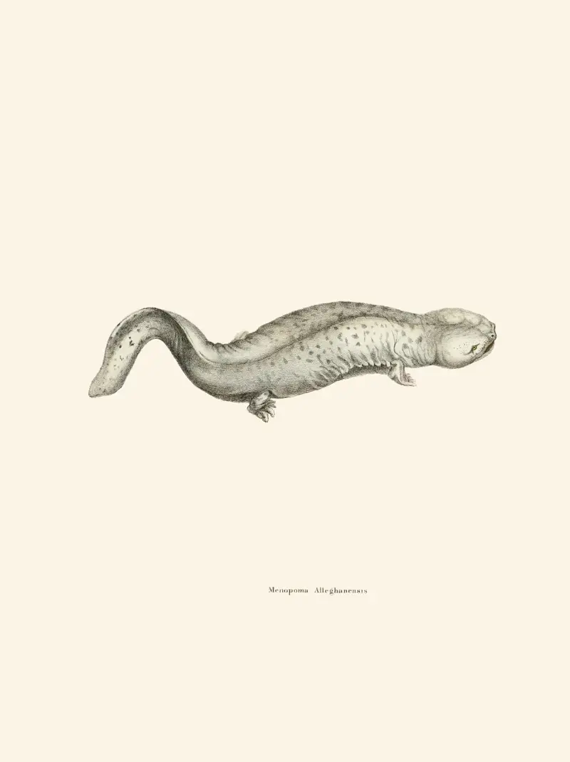 Menopoma Alleghanensis av John Edwards Holbrook