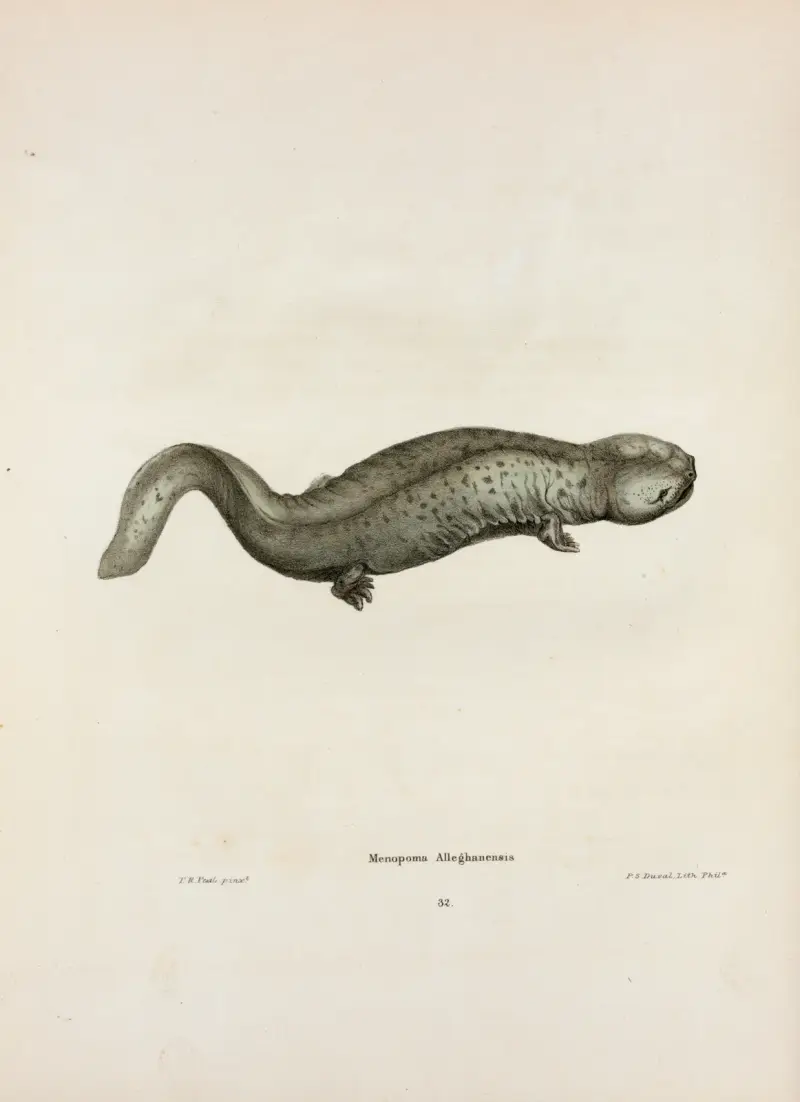Menopoma Alleghaniensis av John Edwards Holbrook