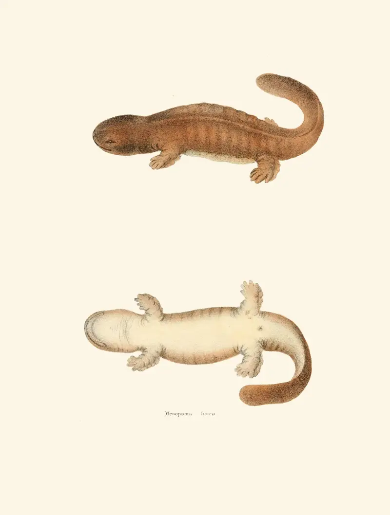 Menopoma fusca av John Edwards Holbrook