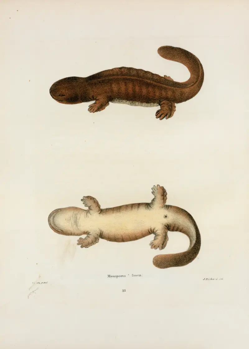 Menopoma fusca av John Edwards Holbrook