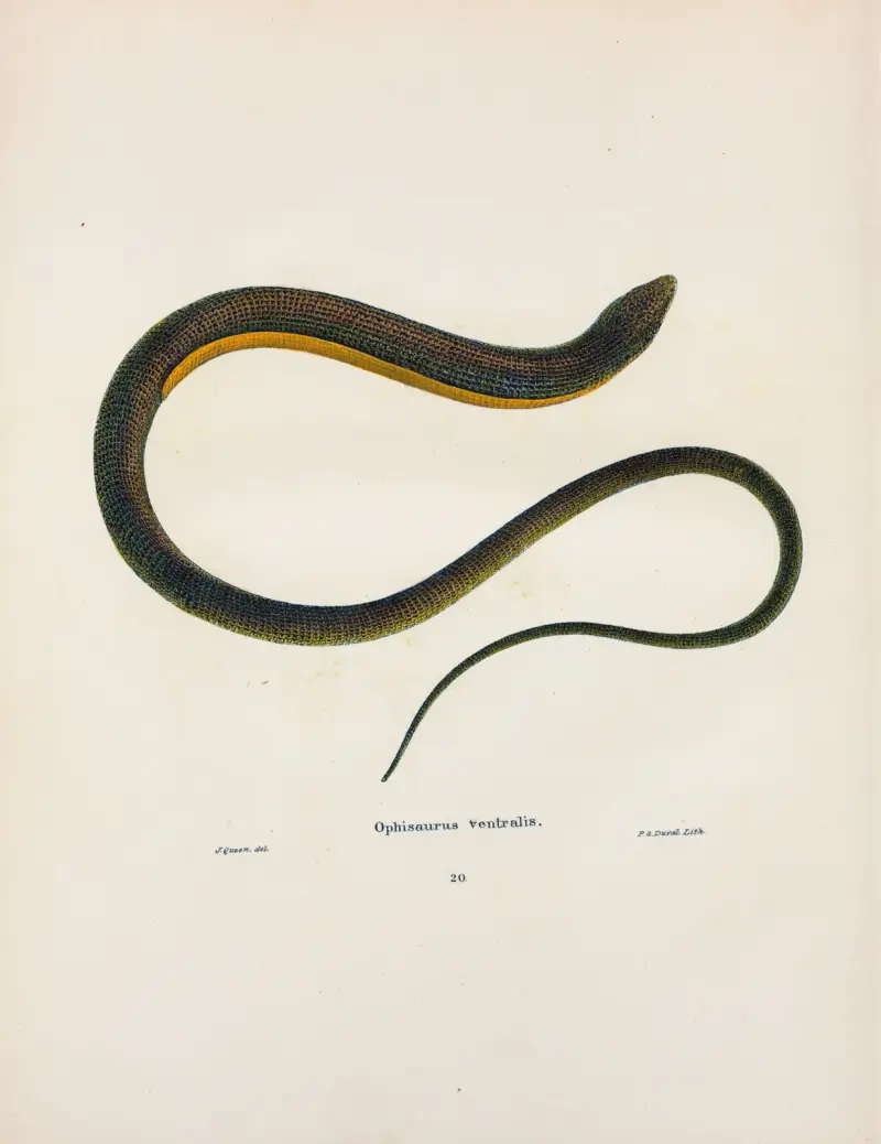 Ophisaurus ventralis. av John Edwards Holbrook