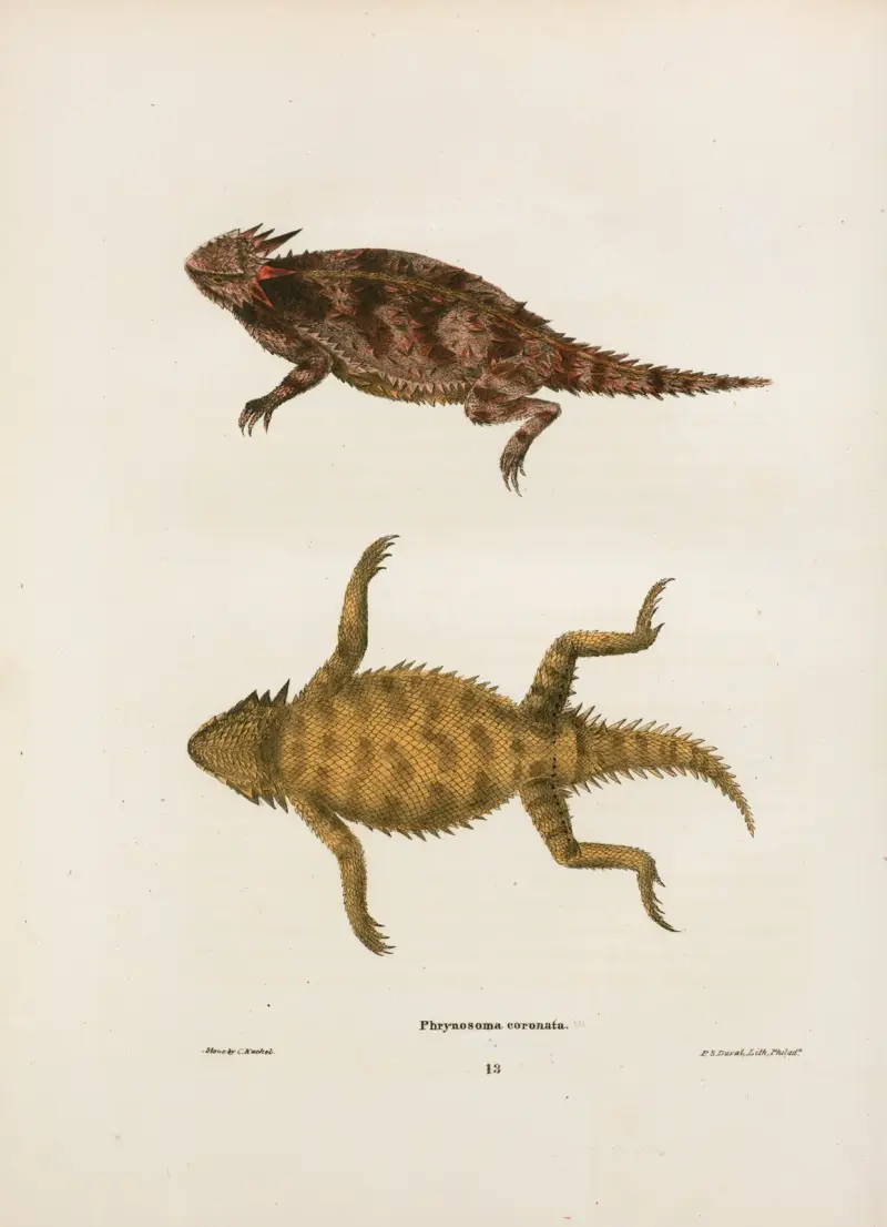 Phrynosoma coronata. av John Edwards Holbrook