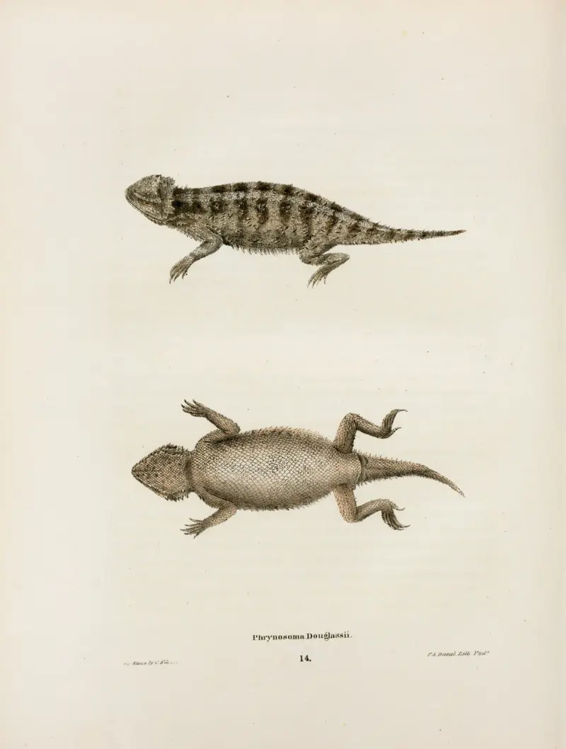 Phrynosoma Douglassii. av John Edwards Holbrook