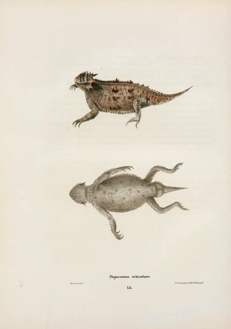 Phrynosoma orbiculare. av John Edwards Holbrook
