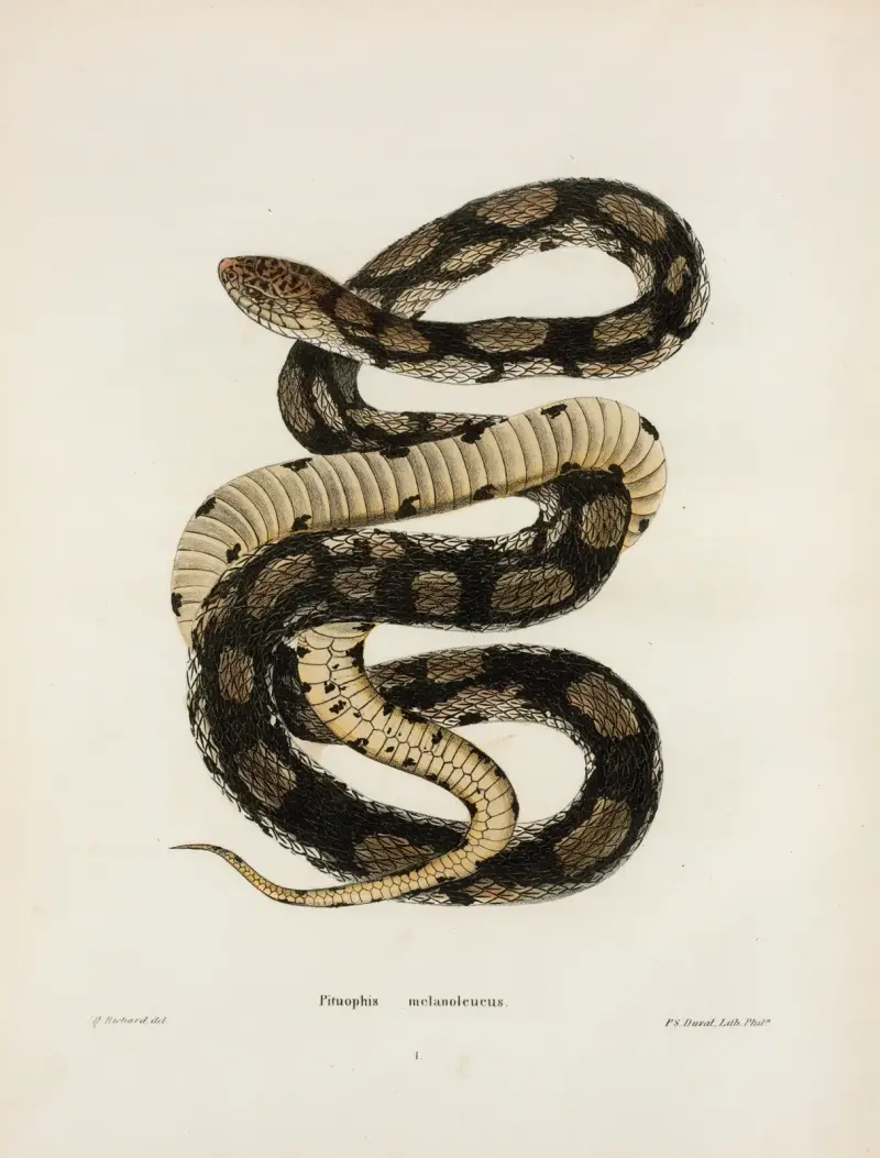 Pituophis melanoleucus. av John Edwards Holbrook