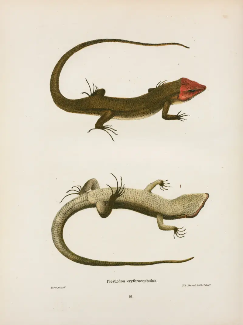 Plestiodon erythrocephalus. av John Edwards Holbrook