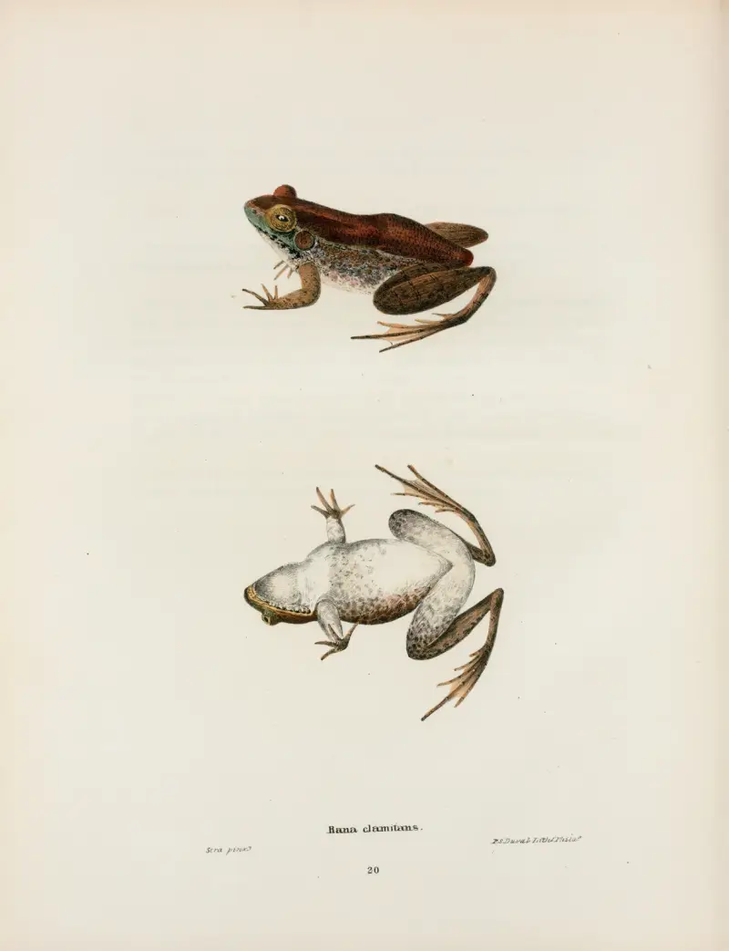 Rana clamitans av John Edwards Holbrook