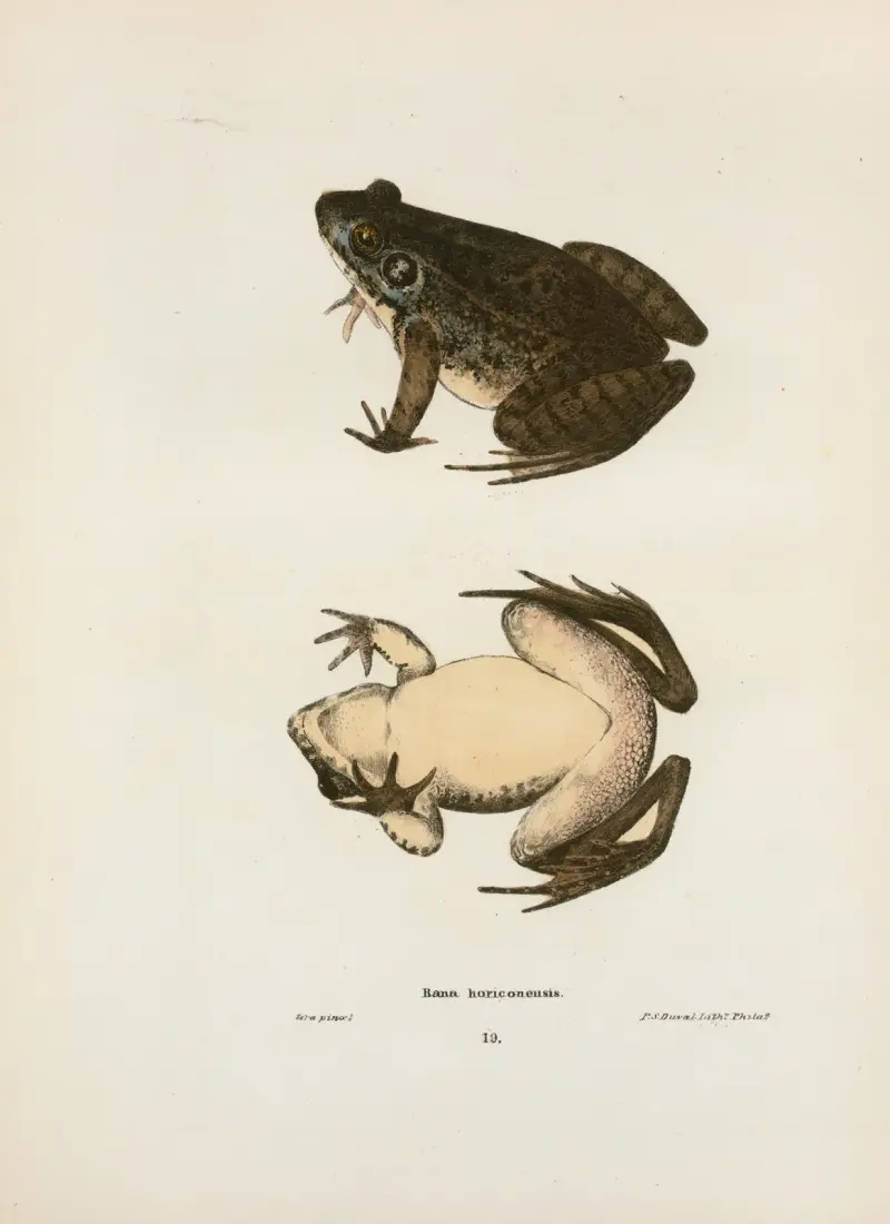 Rana horiconensis av John Edwards Holbrook