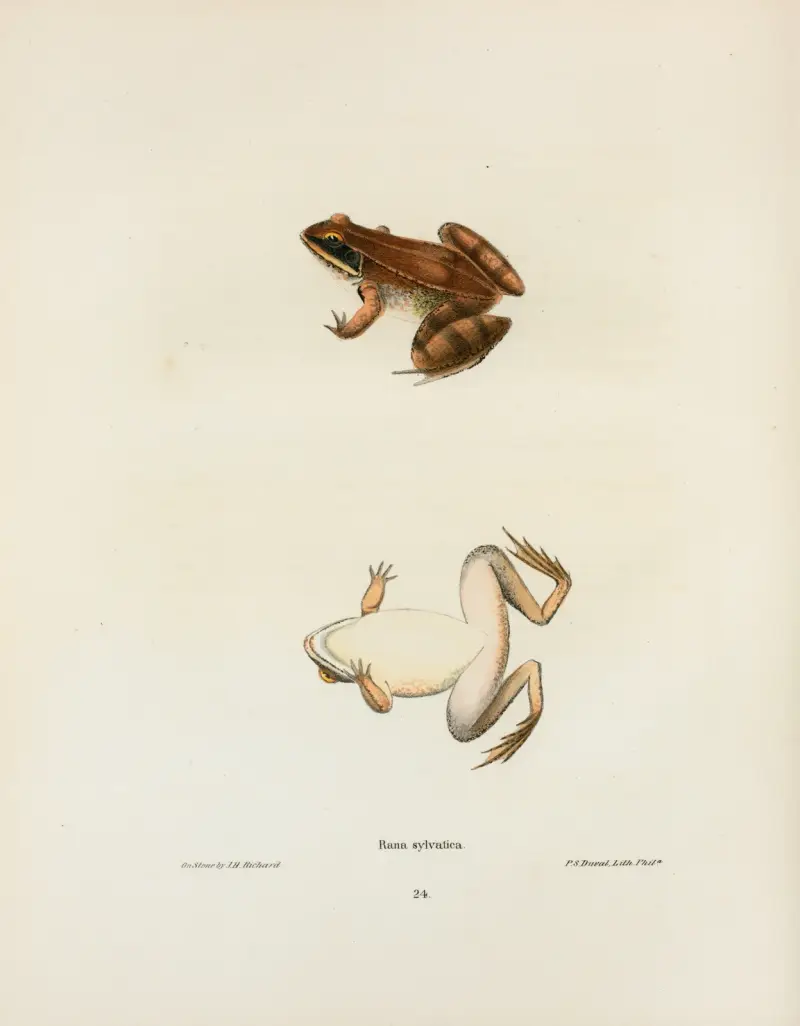 Rana sylvatica av John Edwards Holbrook