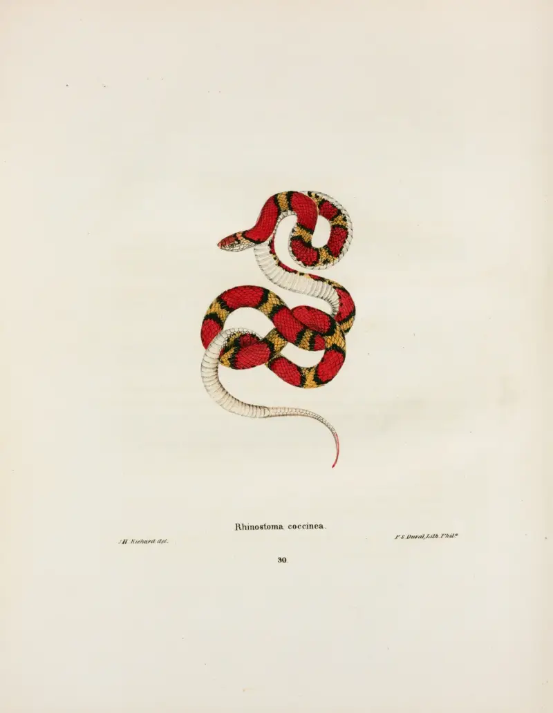Rhinostoma coccinea. av John Edwards Holbrook