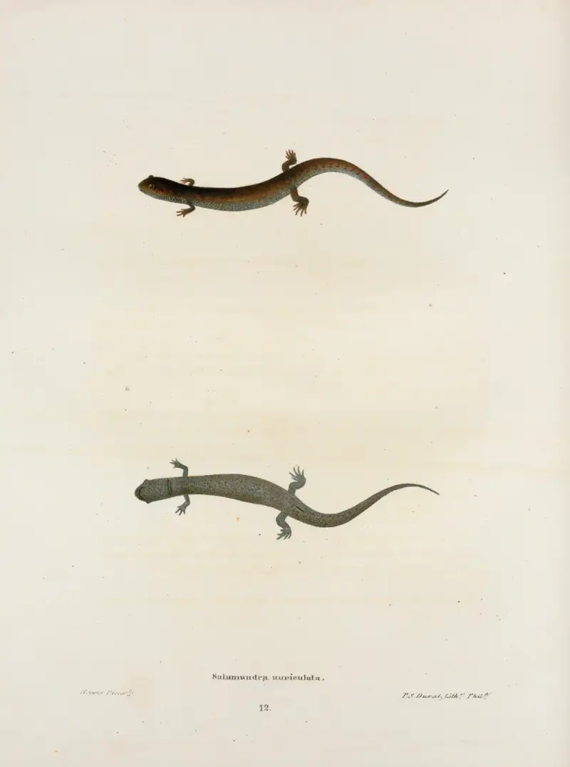 Salamandra auriculata av John Edwards Holbrook