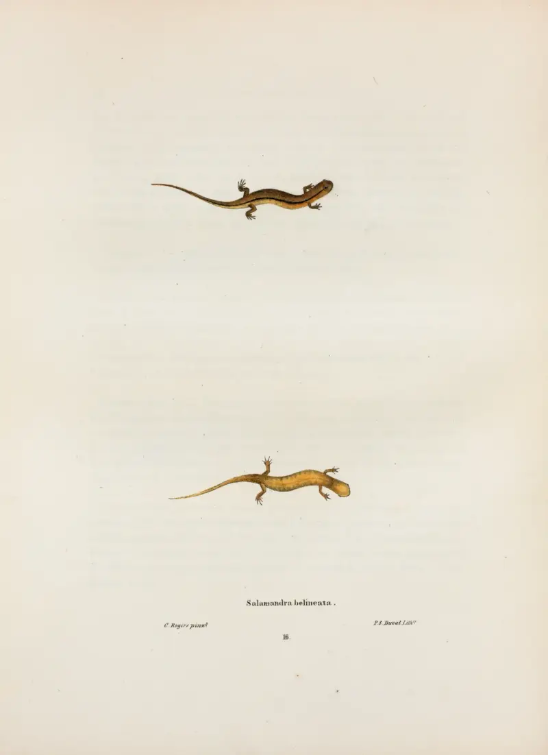 Salamandra bilineata av John Edwards Holbrook