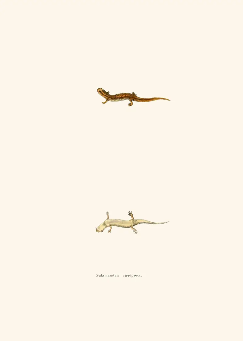 Salamandra cirrigera av John Edwards Holbrook