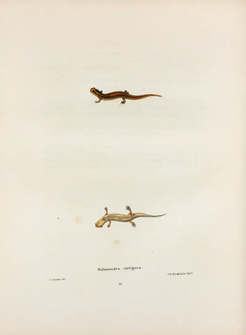Salamandra cirrigera av John Edwards Holbrook