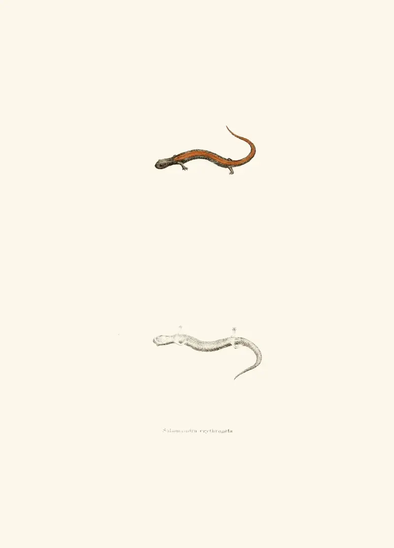 Salamandra erythronota av John Edwards Holbrook