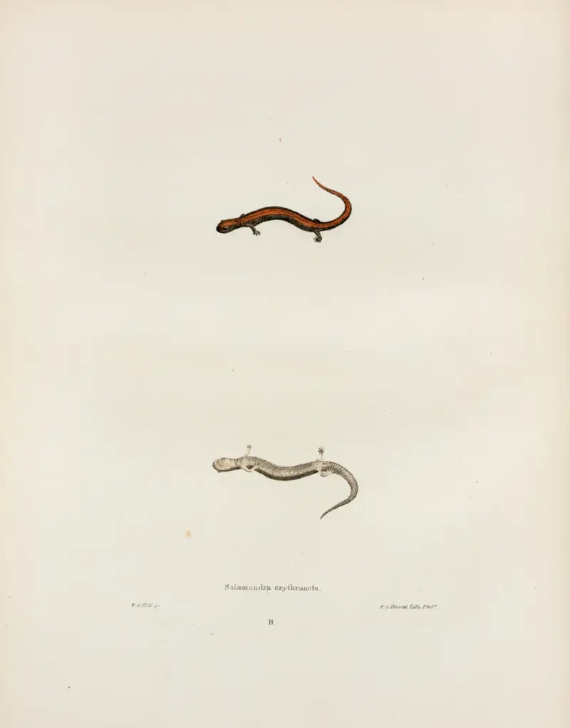 Salamandra erythronota av John Edwards Holbrook
