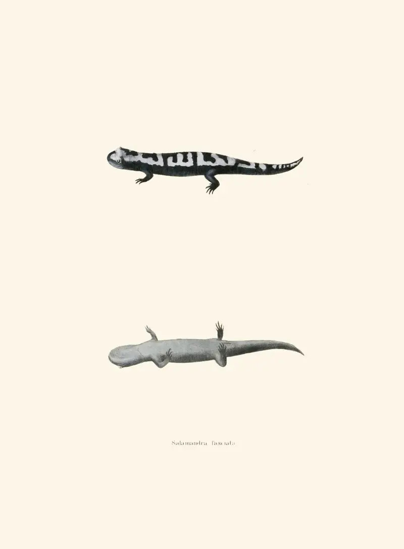 Salamandra fasciata av John Edwards Holbrook