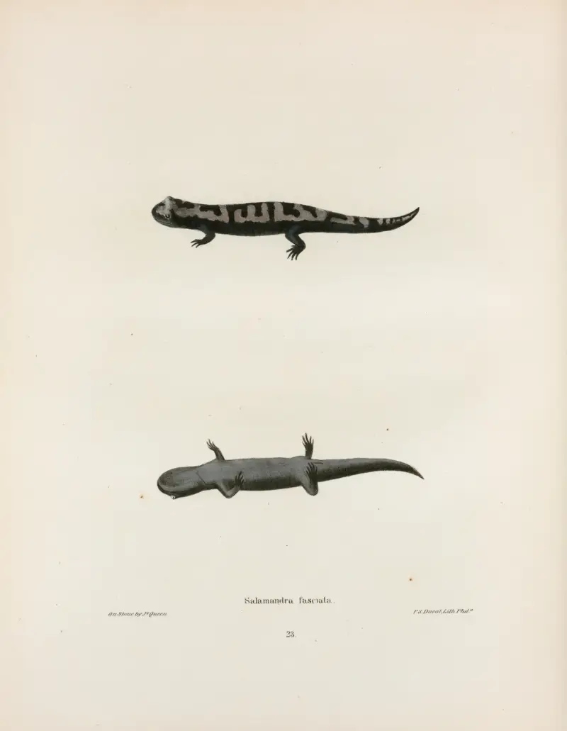 Salamandra fasciata av John Edwards Holbrook