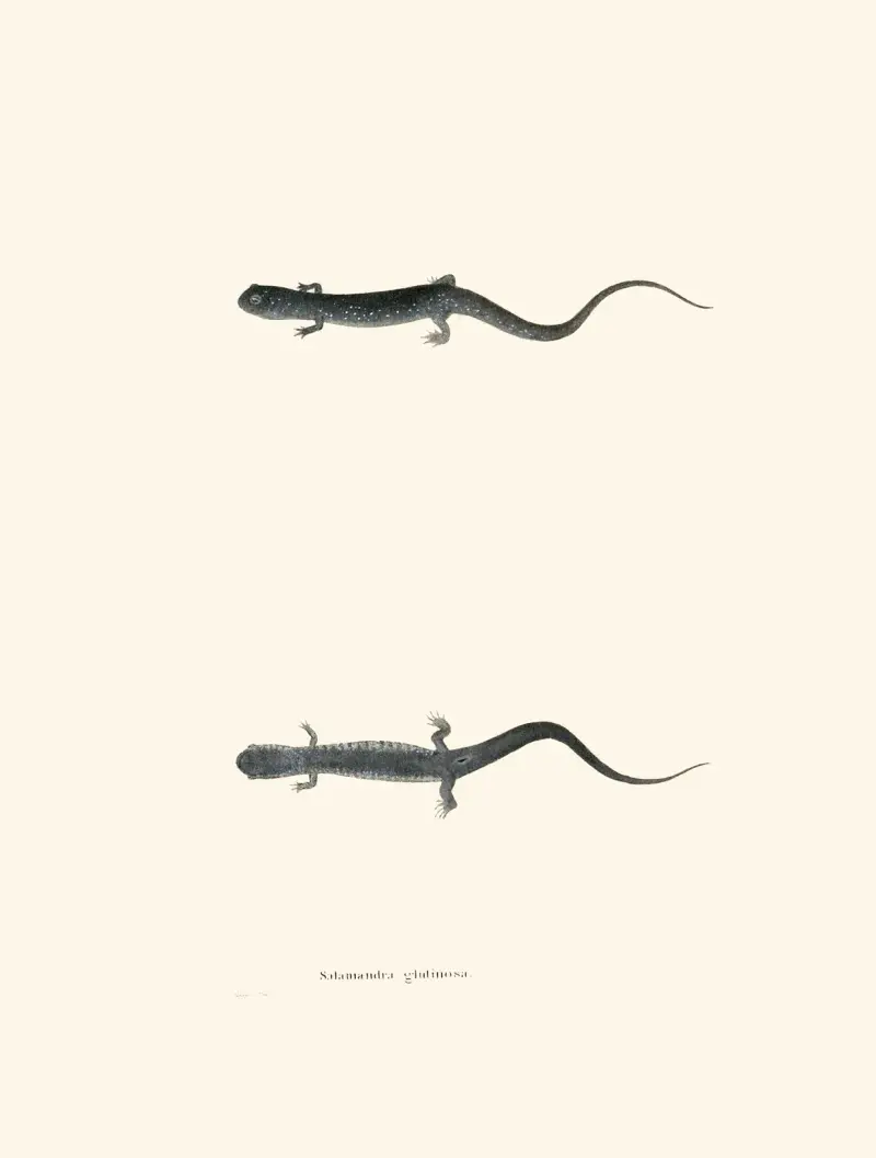 Salamandra glutinosa av John Edwards Holbrook