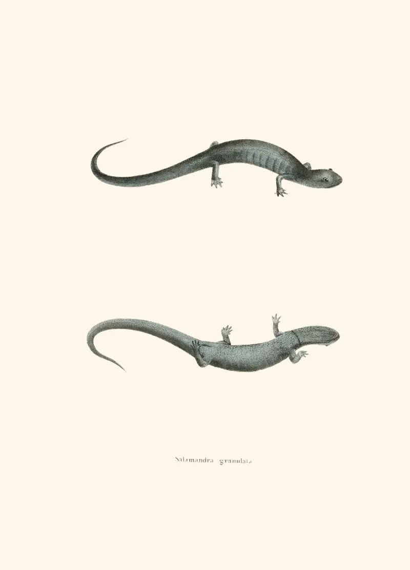 Salamandra granulata av John Edwards Holbrook