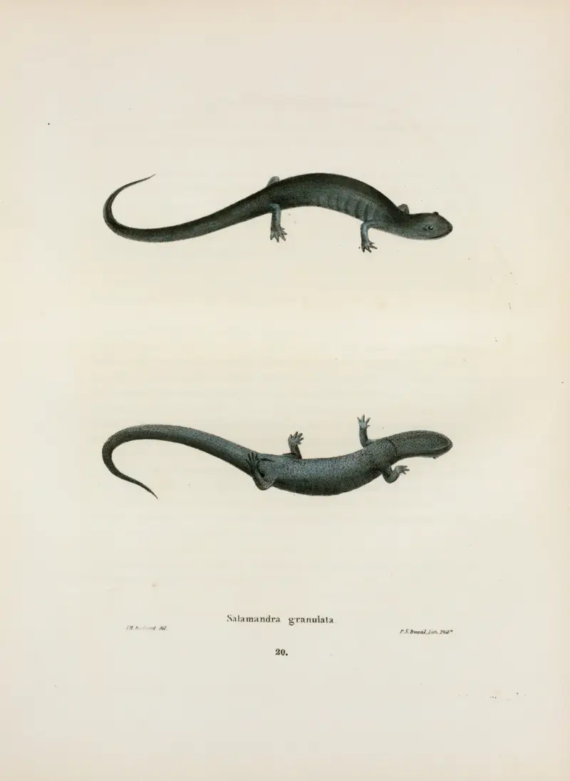 Salamandra granulata av John Edwards Holbrook