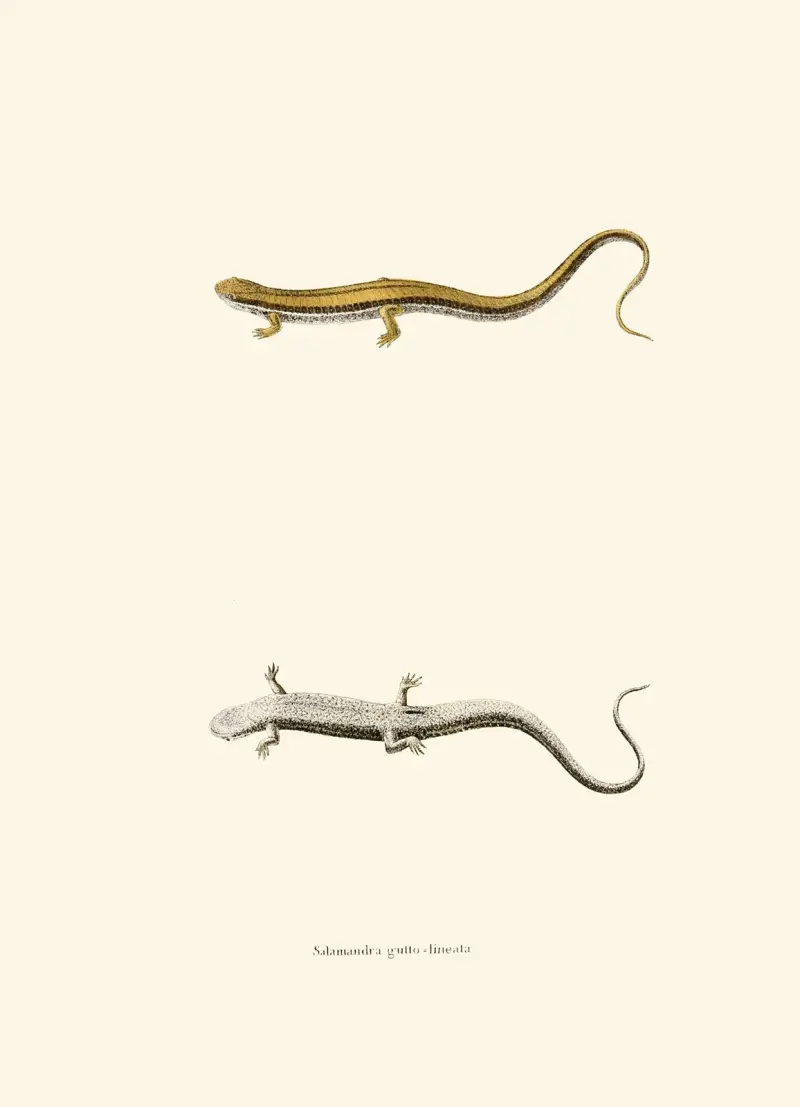 Salamandra gutto-lineata av John Edwards Holbrook