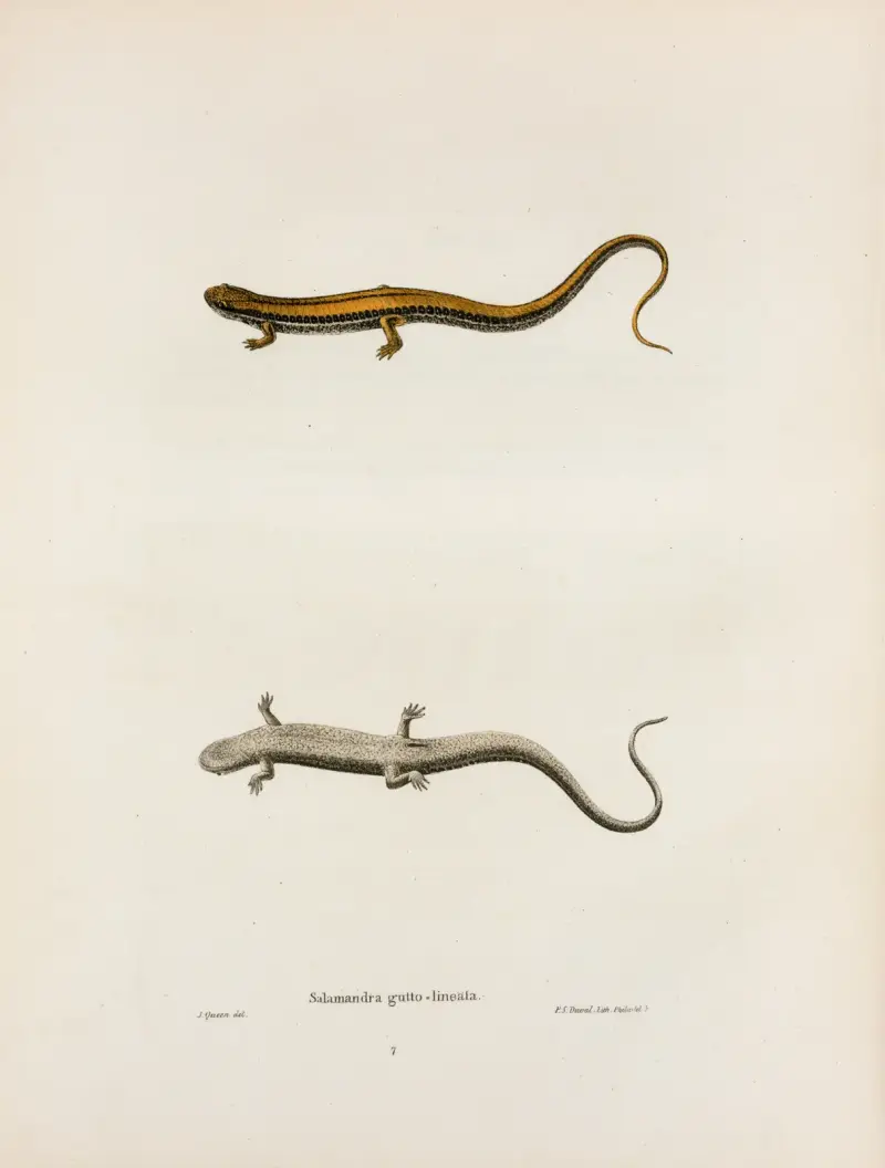 Salamandra gutto-lineata av John Edwards Holbrook