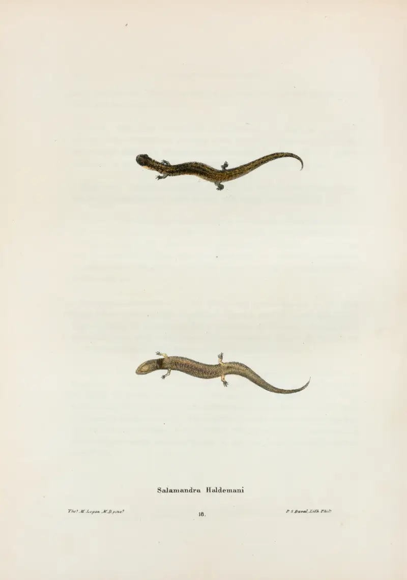 Salamandra Haldemani av John Edwards Holbrook