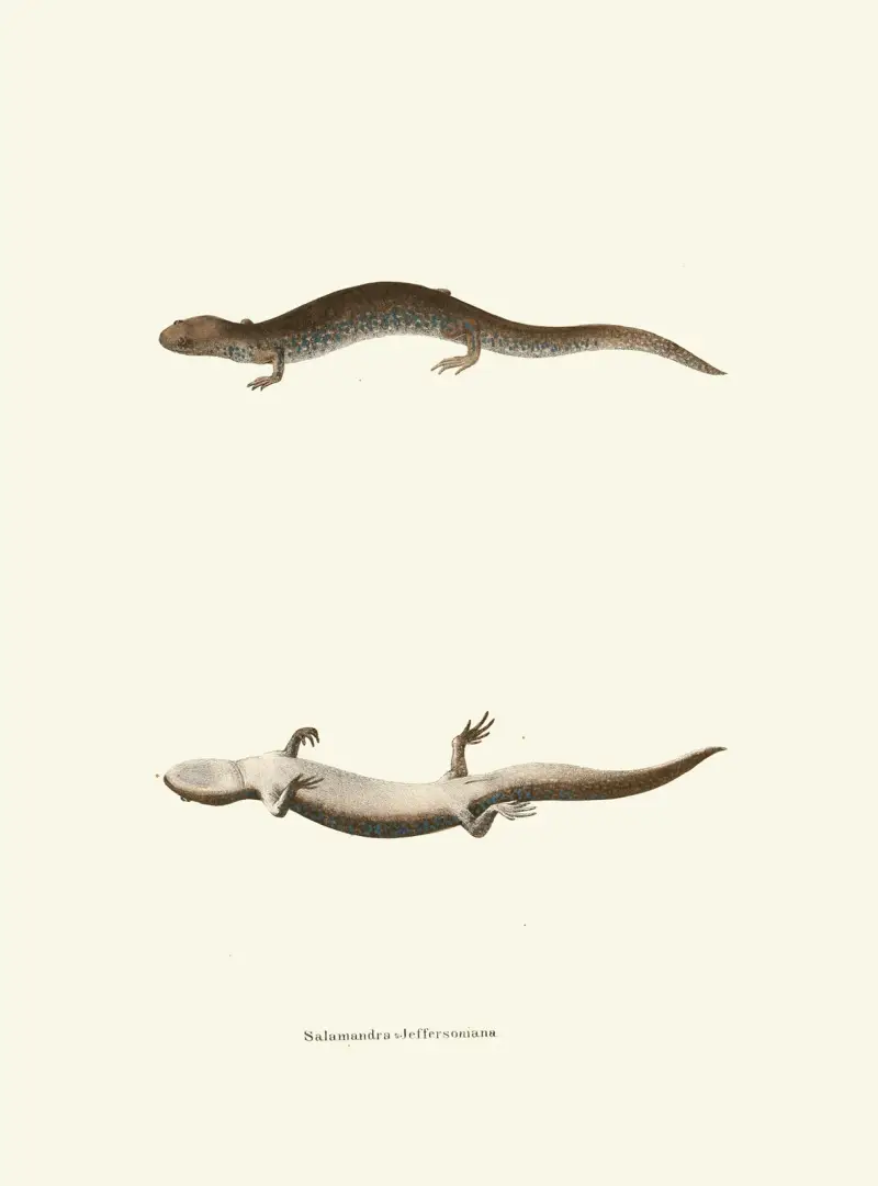 Salamandra Jeffersoniana av John Edwards Holbrook