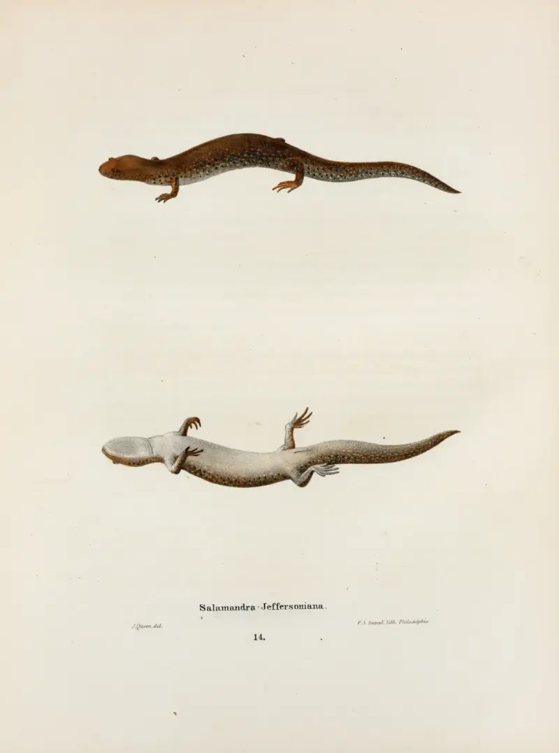 Salamandra Jeffersoniana av John Edwards Holbrook