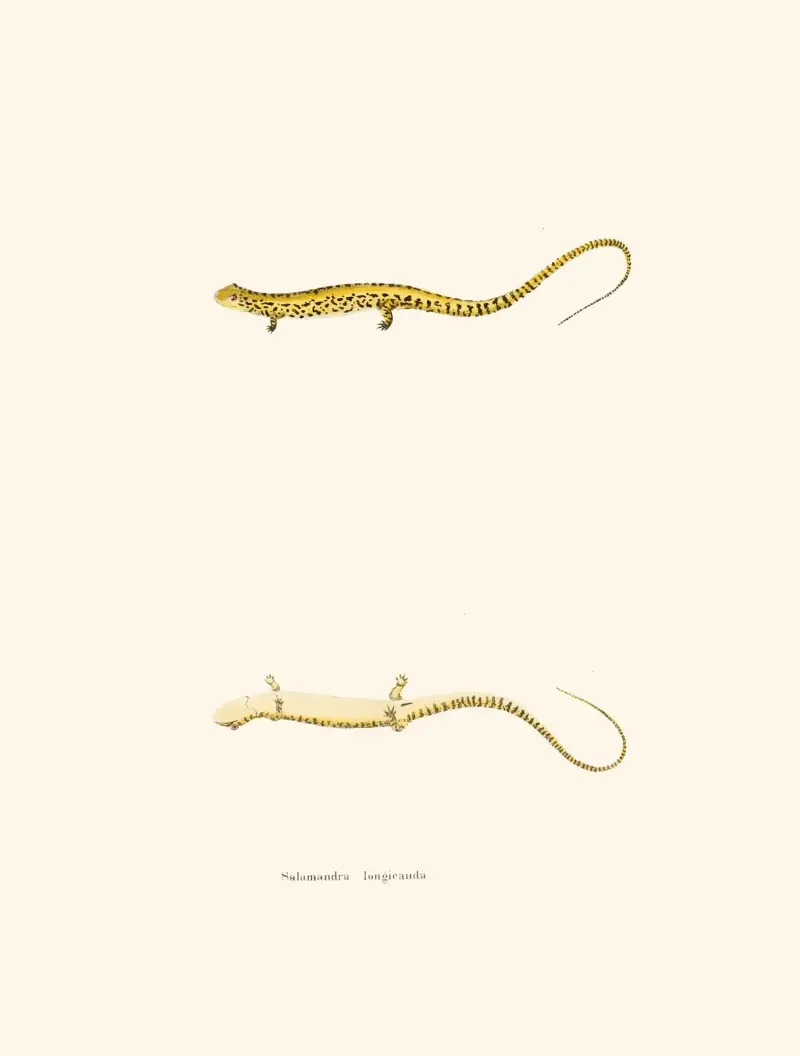 Salamandra longicauda av John Edwards Holbrook