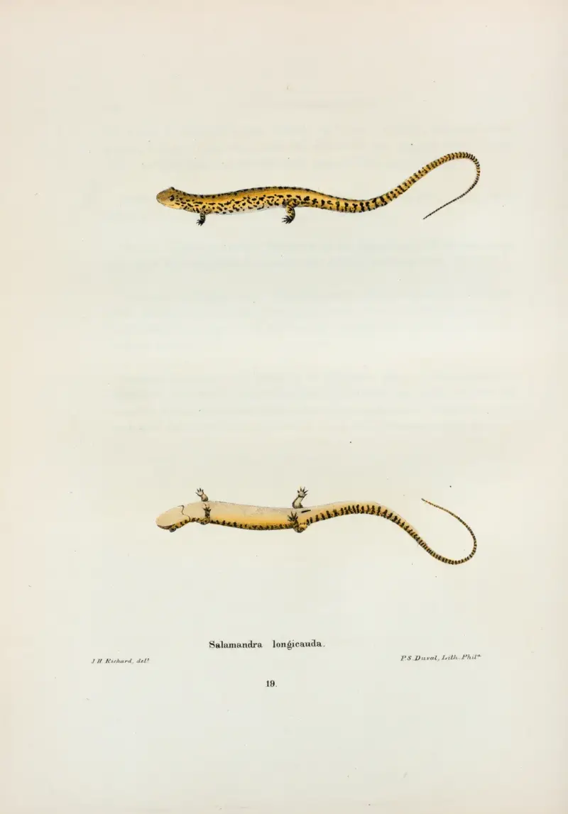 Salamandra longicauda av John Edwards Holbrook
