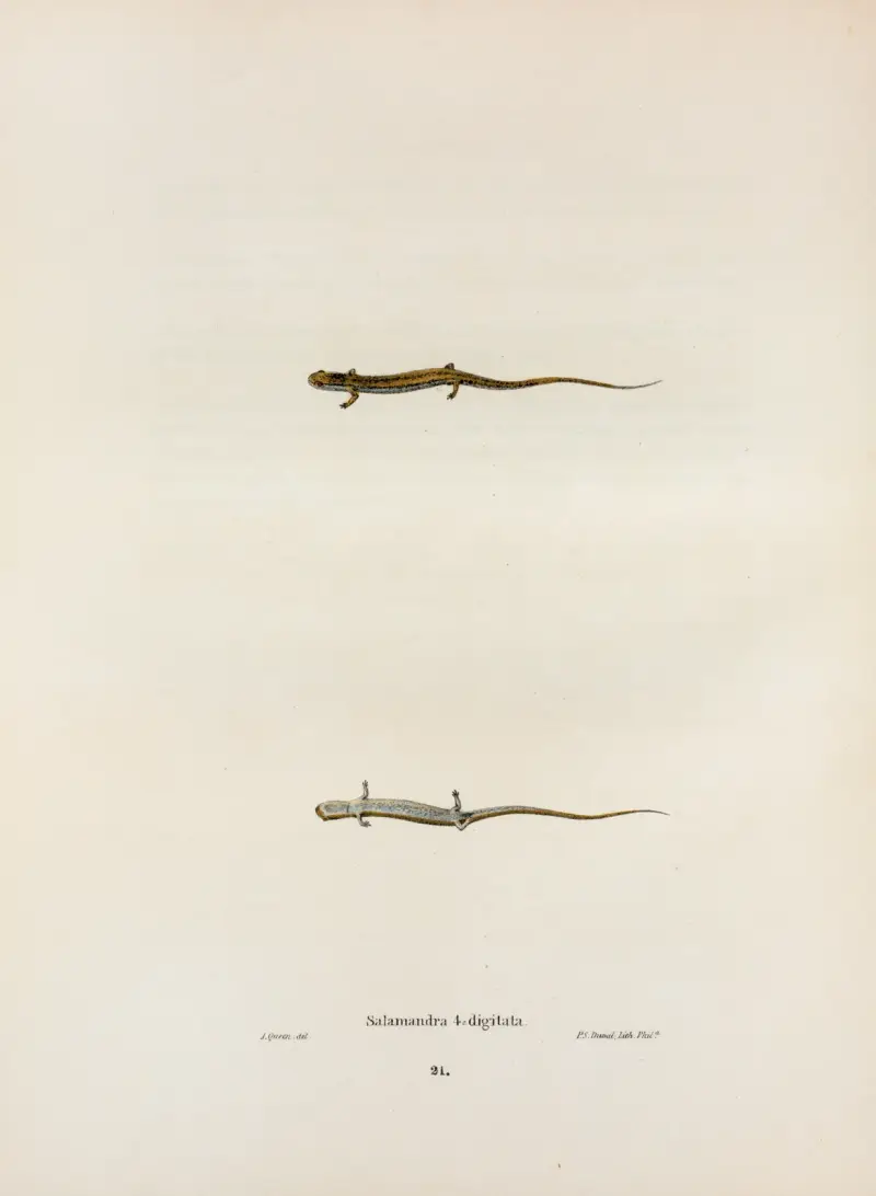 Salamandra quadridigitata av John Edwards Holbrook