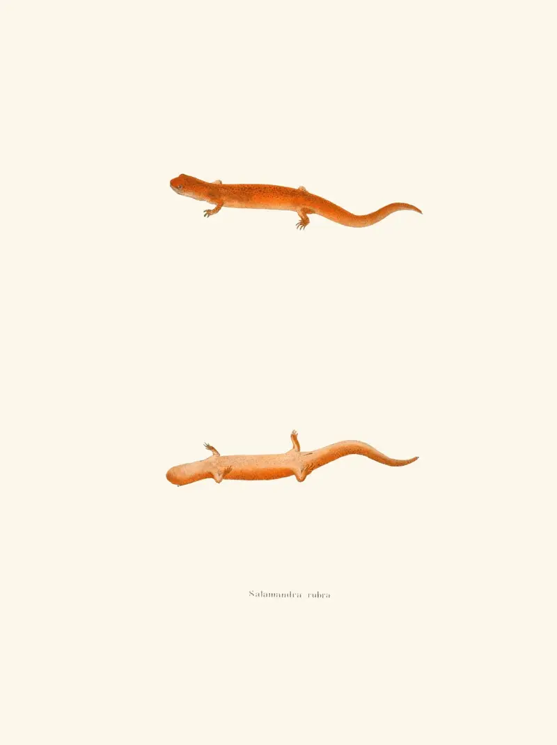 Salamandra rubra av John Edwards Holbrook