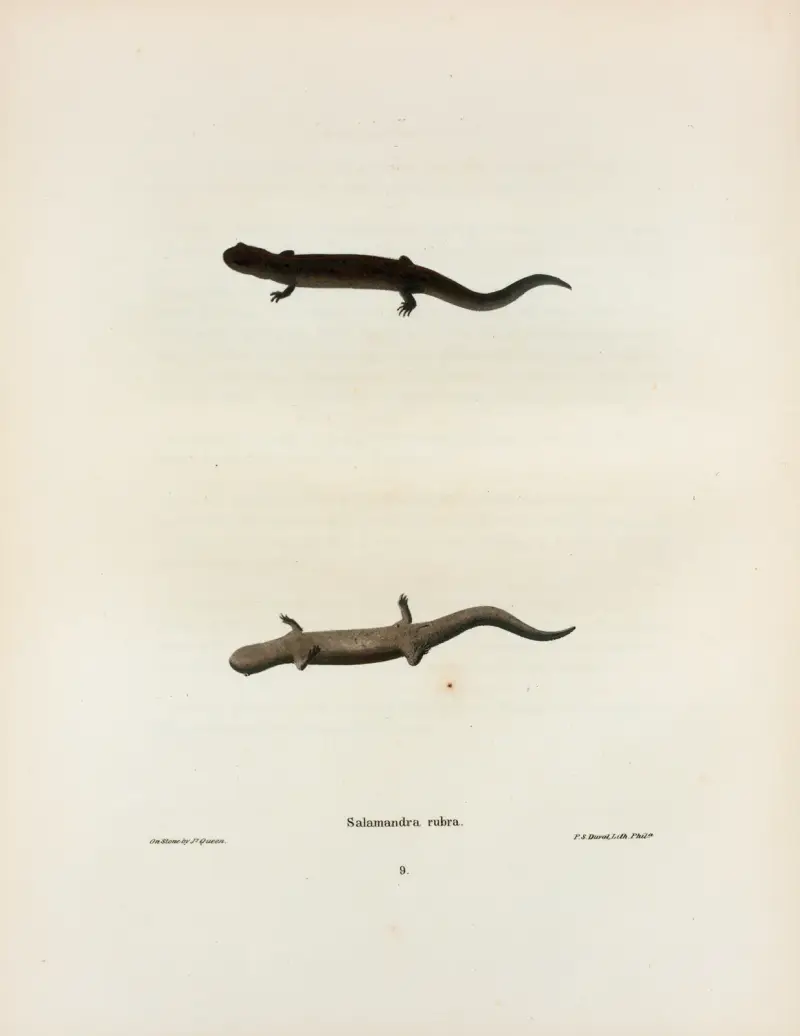 Salamandra rubra av John Edwards Holbrook