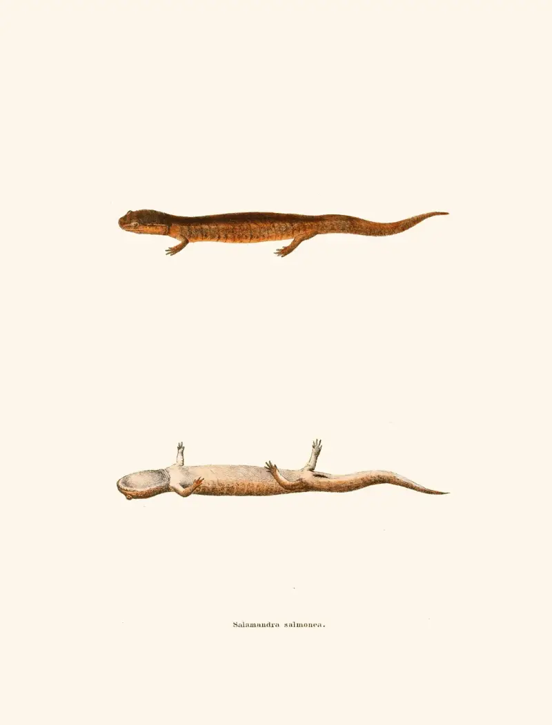 Salamandra salmonea av John Edwards Holbrook