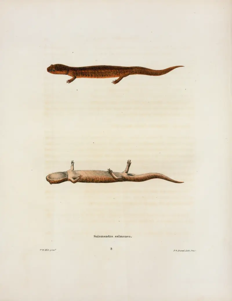 Salamandra salmonea av John Edwards Holbrook