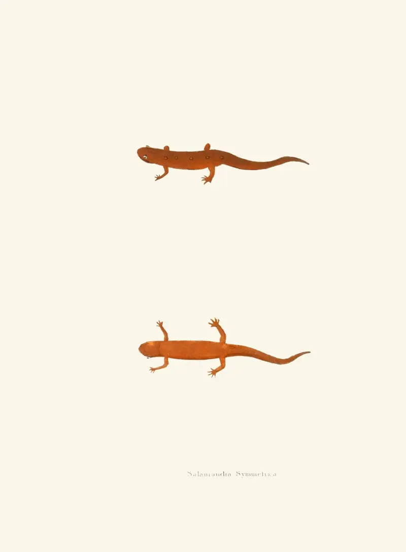 Salamandra symmetrica av John Edwards Holbrook