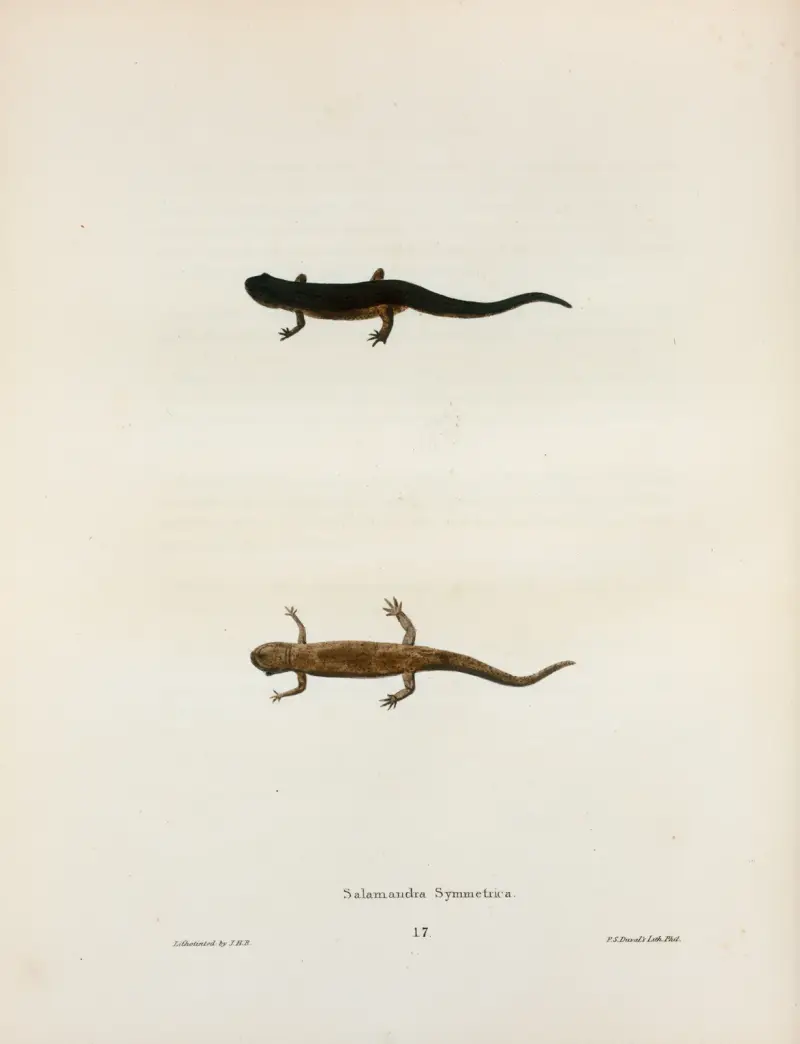 Salamandra symmetrica av John Edwards Holbrook