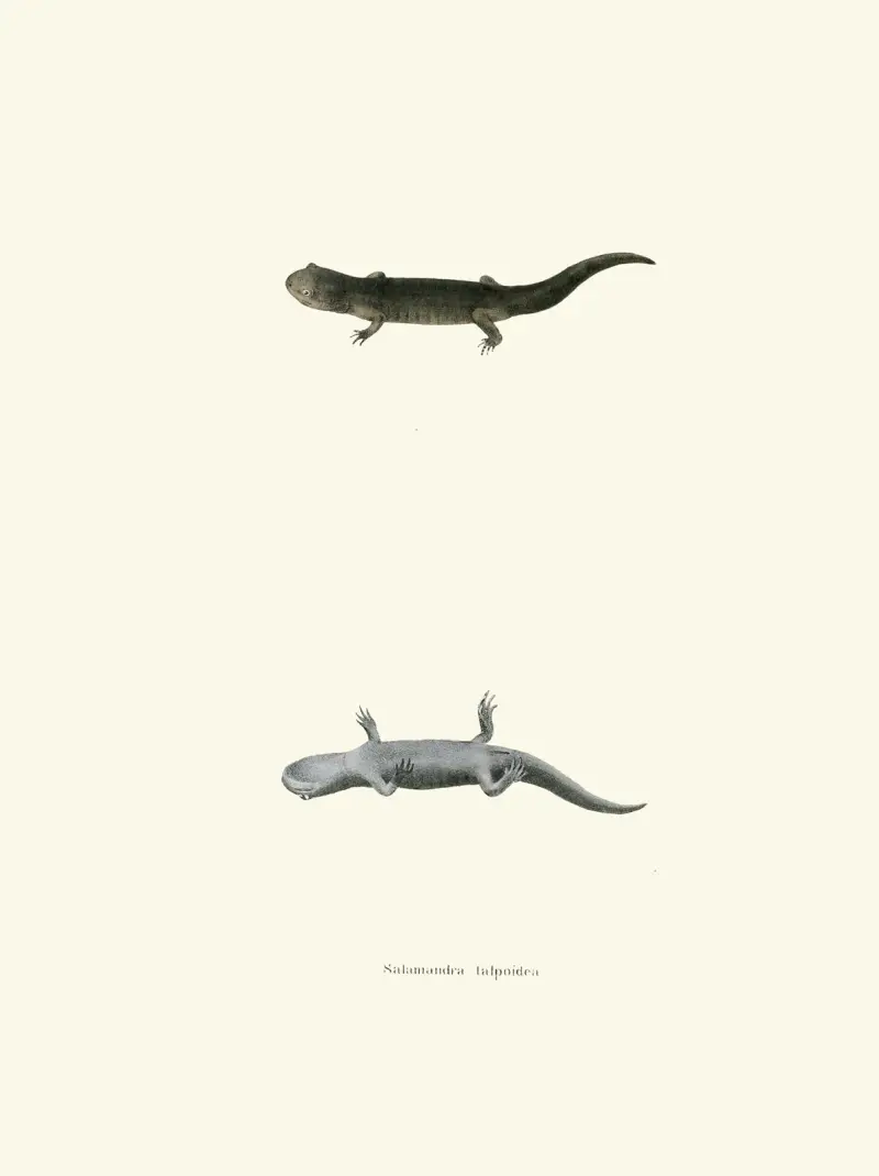 Salamandra talpoidea av John Edwards Holbrook