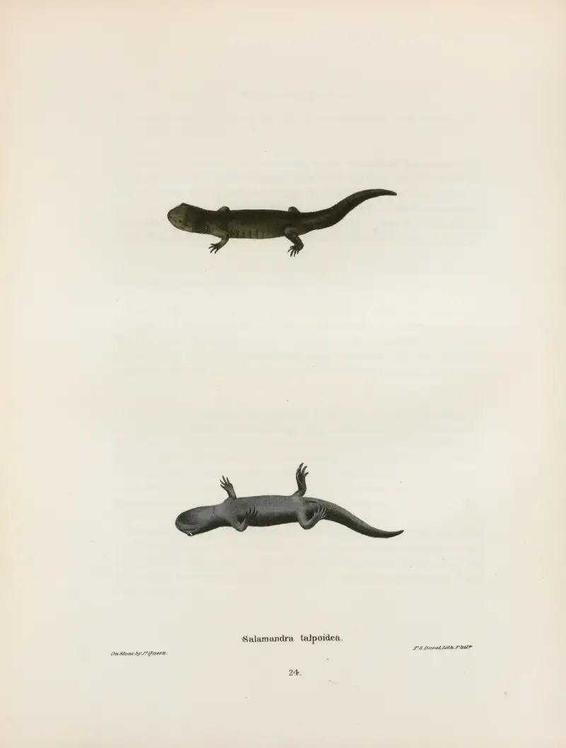 Salamandra talpoidea av John Edwards Holbrook
