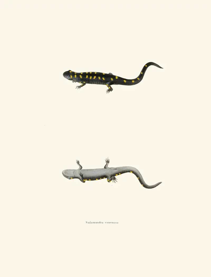 Salamandra venenosa av John Edwards Holbrook